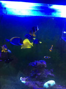 昌平北七家海水魚友出養定老魚，限同城打包自提，共探海水養殖技術交流